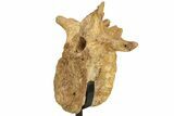 Fossil Theropod (Spinosaurus?) Dorsal Vertebra - Kem Kem Beds #227497-3